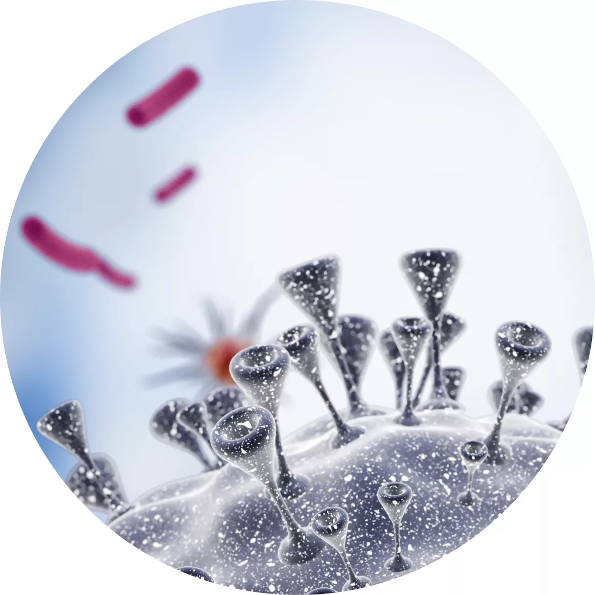 The LIOFeron TB/LTBI Image